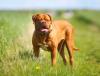 Dogue de Bordeaux em pé em gramado