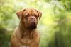 Dogue de Bordeaux com semblante fechado