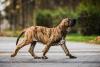 Fila Brasileiro andando na rua