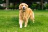 Golden Retriever feliz no parque