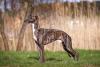 Galgo Inglês visto de pé de de lado
