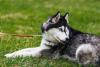 Husky Siberiano deitado na grama