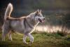 Husky Siberiano passeando em parque