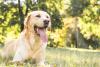 Labrador deitado com a língua de fora