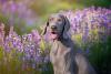 Raças de cachorro grande: Weimaraner perto de campo de lavanda