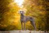 Weimaraner de pé 