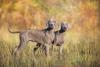 Dois Weimaraner juntos