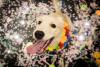 Golden usando fantasia de carnaval para pet