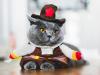 gato usando fantasia de carnaval pet