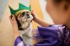 cachorro usando fantasia de carnaval pet