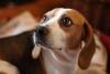 Rosto de Beagle 