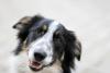 Rosto de cão Border Collie