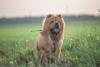 Chow Chow ao ar livre com graveto na boca