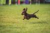 Dachshund correndo no gramado