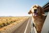 Golden Retriever dentro do carro com a cabeça para o lado de fora da janela 