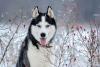Husky Siberiano deitado na neve