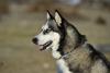 Husky Siberiano sentado de lado