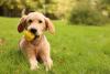 labrador filhote com bolinha na boca