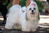 Lhasa Apso branco com presilha na cabeça