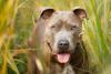 Rosto de Pitbull em meio a gramado