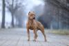 Pitbull em pé de corpo musculoso
