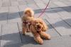 Poodle marrom de coleira passeando e latindo