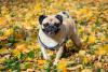 Pug de coleira no gramado cheio de folhas