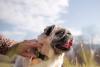 Pug de coleira ao ar livre com tutor ao lado