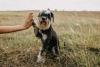 Schnauzer dando a pata para humano