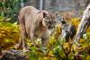 Puma andando pela floresta