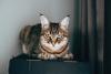 nomes para gatos rajados: pet deitado em cima de móvel