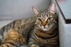 gato rajado no sofá olhando para a câmera