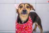 vira-lata preta com caramelo usando laço e bandana