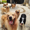 vários cachorros felizes na creche