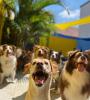 cachorros felizes na creche