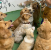 cachorros olhando para cima