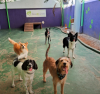 cães em pátio dentro de uma creche legal de cachorro 