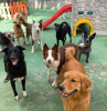 cachorros na creche