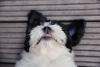 cachorro filhote com a boca aberta mostrando dente