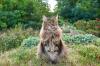 gato maine coon na floresta