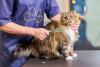gato maine coon tendo o pelo escovado