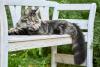 gato maine coon deitado no banco