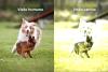 Cachorros brincando na visão humana e na visão de um cachorro