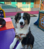 cachorro peludo feliz na creche
