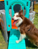 husky feliz no brinquedo da creche
