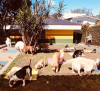 cachorros brincando na creche ao ar livre