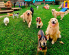 vários cachorros em um gramado verde