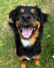 cachorro peludo feliz