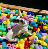 cachorro na piscina de bolinha