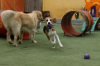 dois cachorros brincando